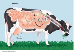 Probióticos e a Flora Microbiana