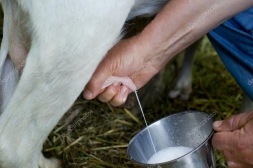 Processo de Secagem em Vacas