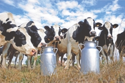 A importância da relação “Vacas em Lactação x Vacas Secas”  em rebanhos leiteiros.
