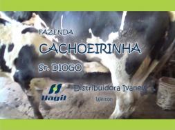 Homeopatia Hágil - Fazenda Cachoeirinha - Carmo de Minas / MG